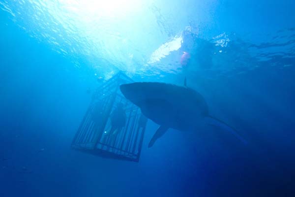 47 Meters Down (2017)