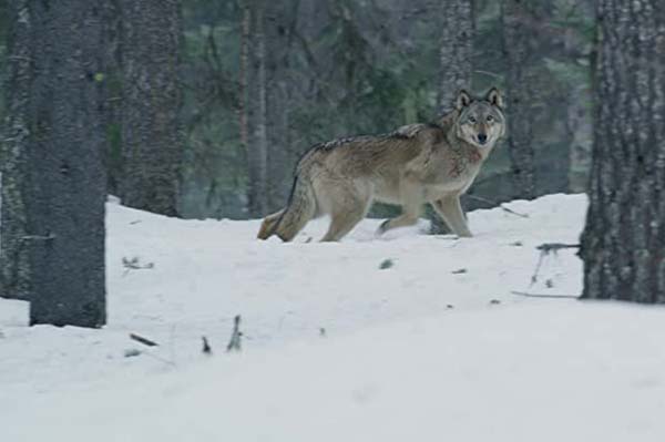 Daughter of the Wolf (2019)